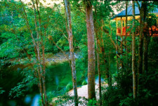 Rainforest, Australia